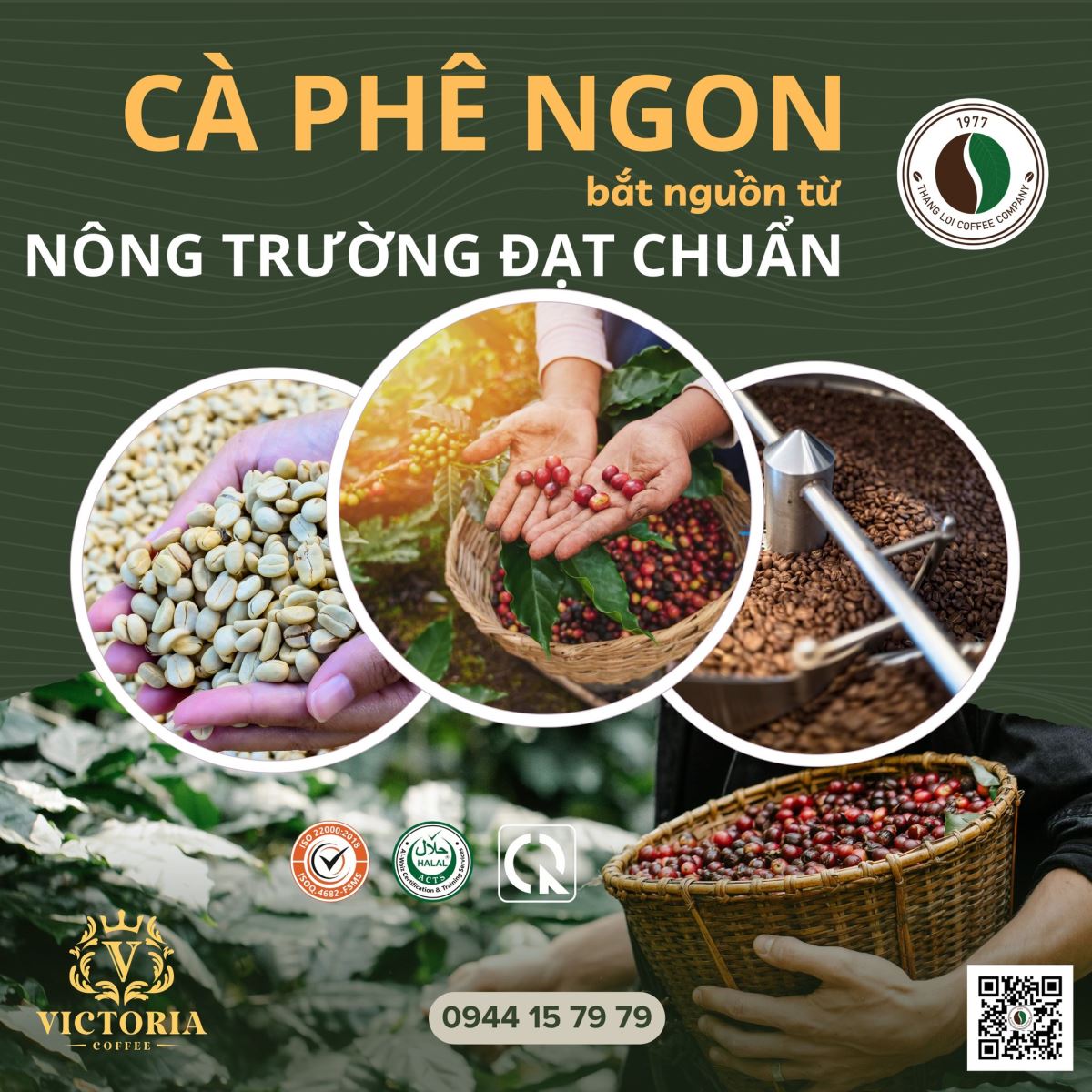 CÀ PHÊ NGON bắt nguồn từ NÔNG TRƯỜNG ĐẠT CHUẨN